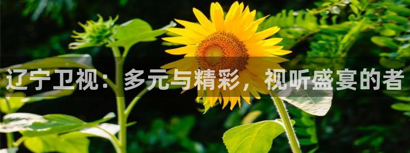 国产精品51视频：辽宁卫视：多元与精彩，视听盛宴的者